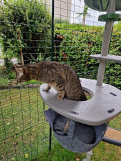 Stella conquers the cat enclosure