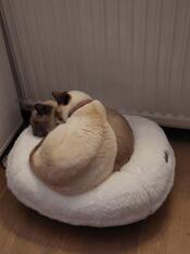 Super, but too small for 2 cats