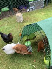 Un troupeau de poulets profitant de quelques friandises.