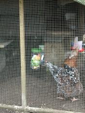 En kyckling som hackar på grönsaker från en Godishållare