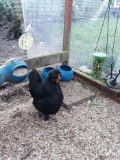 Caddi holder gefüllt mit spinat 