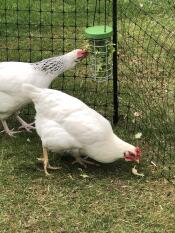 Wir lieben kopfsalat!