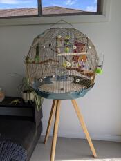 Una gabbia per uccelli blu e Gold in una stanza