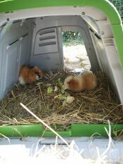 Perfect for my guinea pigs! 