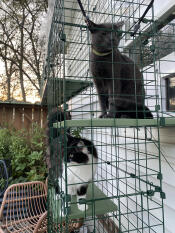 Just what my cats and I needed