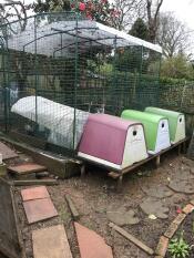 Three coops connected to a large walk-in run