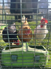 Happy chickens 
