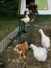 Chickens using the ladder to their chicken coop