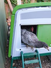 Poule sortant du vert Omlet Eglu Cube grand poulailler