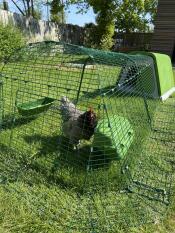 Ett säkert hem för min 8-åriga kyckling