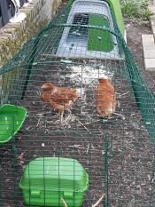 Utmärkt leverans, lätt att montera och ett vackert hem för hönsen.