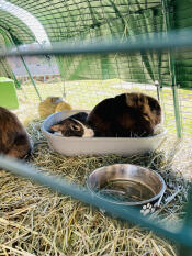 Le meilleur habitat pour les lapins