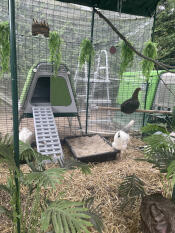 Glamping med kyckling