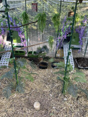 Glamping for chickens 
