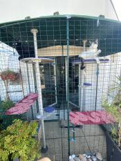 Two cats spending time on their outdoor cat tree