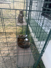 2 cats posing after assembling the shelves