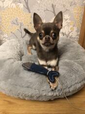 Superhyggelig katteseng