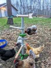 Sieht toll aus in meinem hühnergarten