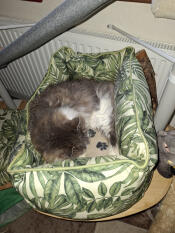 19 year old moggie in his nest bed