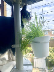 Babbles können so leicht vom gras fressen, während sie die vögel beobachten.