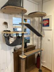 Een witte kat zit elegant in de mand van zijn binnenkattenboom