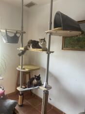 Two cats on their indoor cat tree