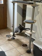 Een grijze kat die op een plank van zijn kattenboom ligt