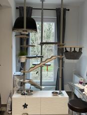 The freestyle cat tree set up with various accessories.