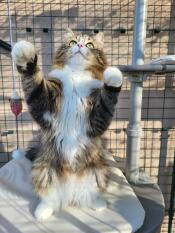 Cat stood up on Freestyle Outdoor Cat Tree cushioned platform inside walk in cat run.