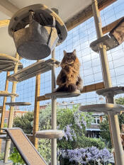 T-rex is half mainecoon and fits on the scooter