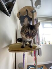 A cat on the shelf of his indoor cat tree