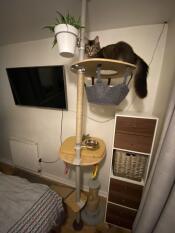 A cat on a cat tree with accessories including the plant and food bowl