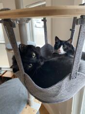 Two cats in the hammock of their indoor cat tree