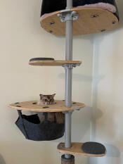 A cat tree in a league of its own.