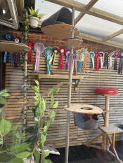 Climbing fun in the new catio 