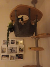 Genieten van de krabpaal