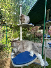 Climbing tree 1