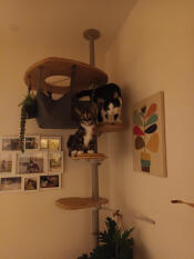 Ik ben dol op de nieuwe krabpaal