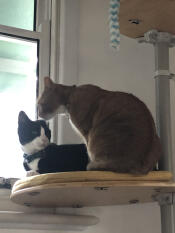 Perfect in every way