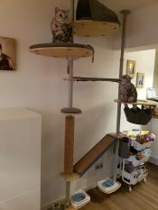 Een binnenkattenboom met verschillende planken en krabpalen, die door twee katten wordt verkend