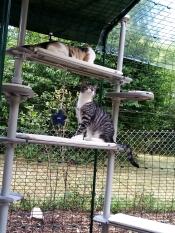 Good quality, easy to apply, fit ok