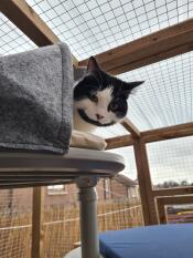 En svartvit katt som slappnar av i ett kattträd utomhus