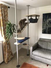 Cats use it all the time