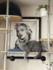 A cat laying on one of the shelves of his cat tree