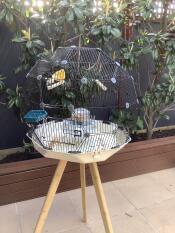 Geo bird cage