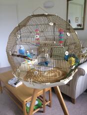 Dejligt bur til 2 maller