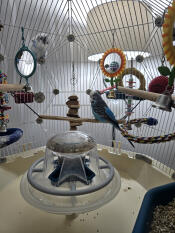 Poppy and Barney love their cage. They have one each but Barney prefers to stay on top of poppy's cage.