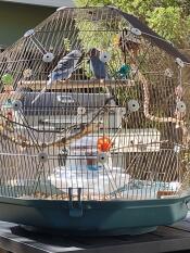 I nostri uccelli amano questa gabbia e anche noi!