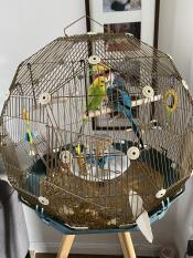 Incredibile gabbia per uccelli