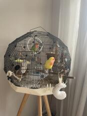 Cage d'oiseau Geo crème et noir